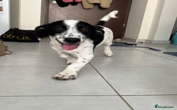 Mixed Breed dogs for adoption: Cheeky pup Zippy - Joyful, playful and loyal - Image 1