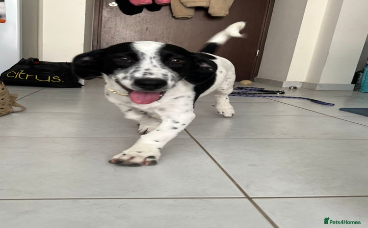 Mixed Breed dogs - Advert 1
