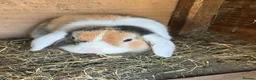 Mixed Breed rabbits for sale: Mini lop and lion head FREE - Advert 5