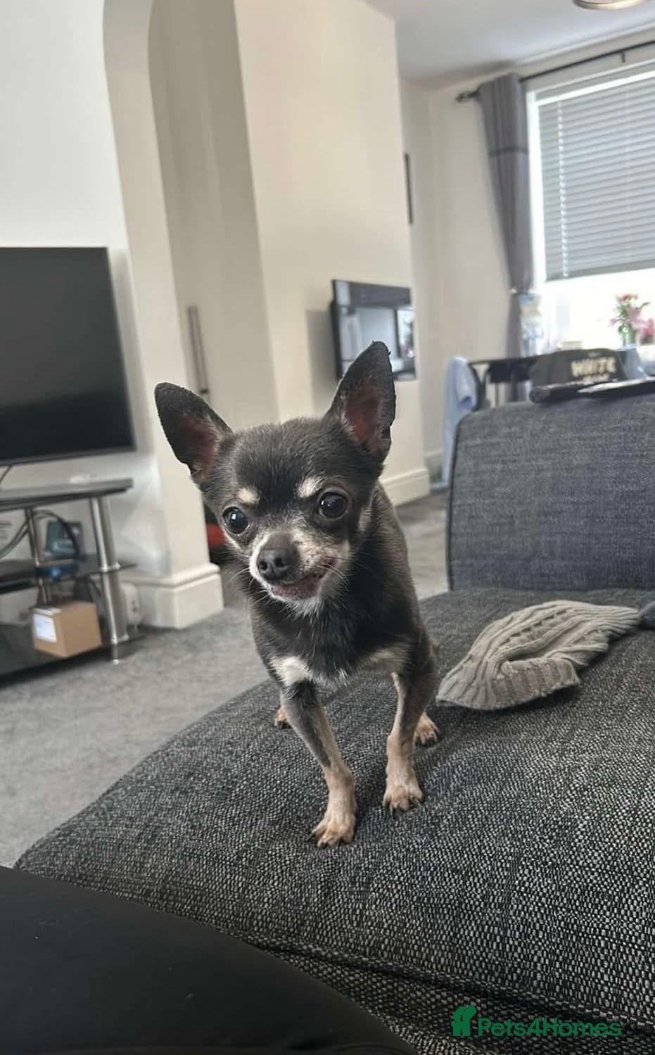 Chihuahua dogs Male chihuahua  - Advert 10