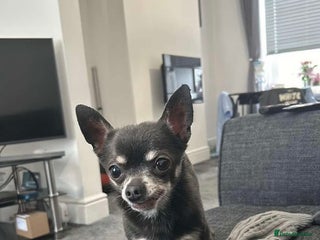 Chihuahua dogs Male chihuahua - Advert 13