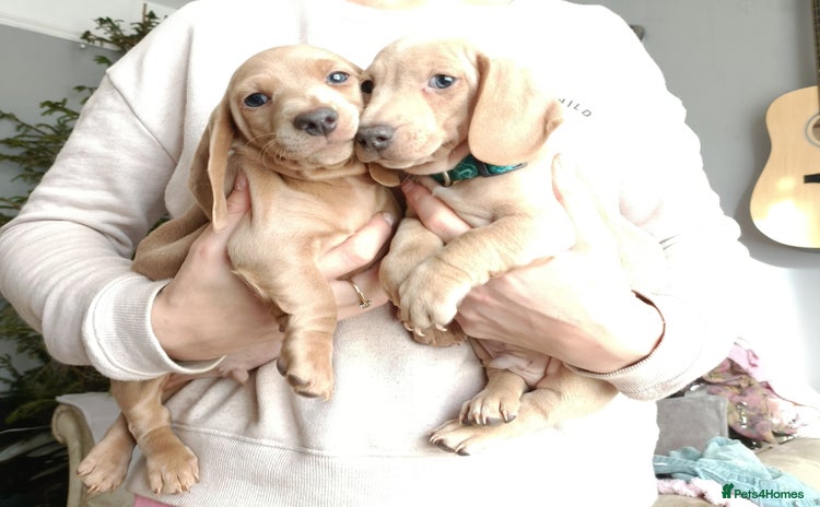 Miniature Dachshund dogs Miniature Dachshund puppies  - Advert 2