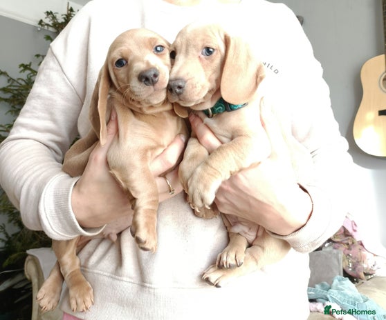 Miniature Dachshund dogs Miniature Dachshund puppies - Advert 2