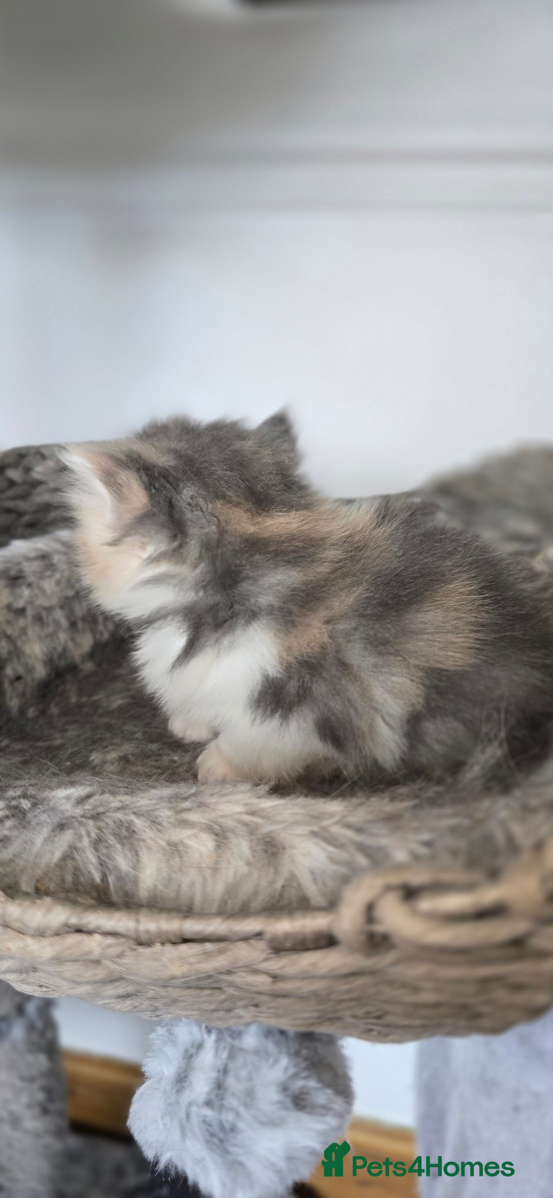 Persian cats for sale: 😻 Stunning persian kittens  - Image 5