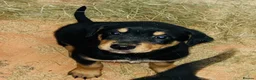 Rottweiler dogs for sale: 5 Beautiful Rottweiler X puppies  - Advert 7