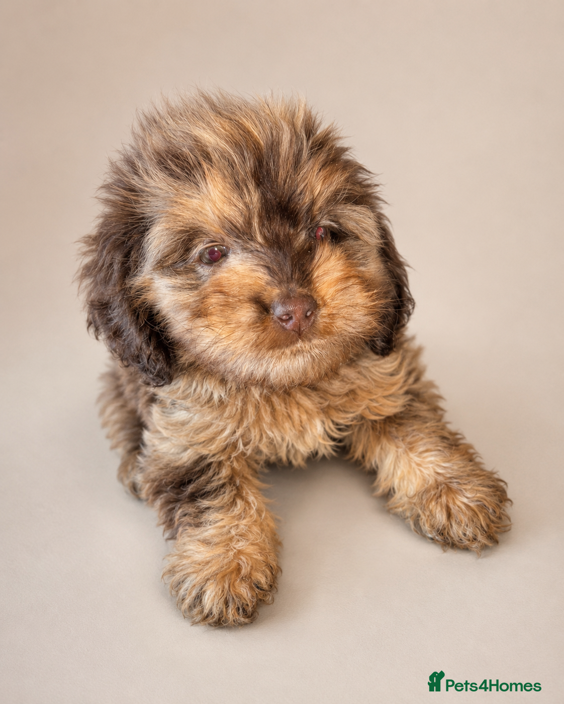 Cockapoo dogs 🐾Beautiful Mixed litter of F1 cockapoo Puppys🐾 - Advert 2