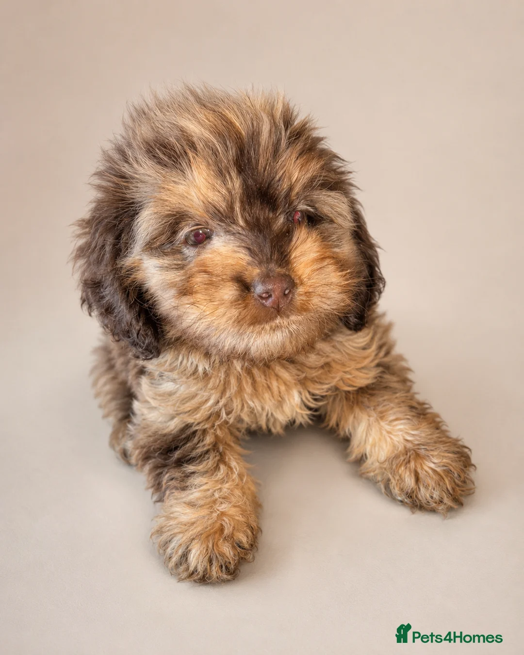 Cockapoo dogs for sale: 🐾Beautiful Mixed litter of F1 cockapoo Puppys🐾 - Advert 2