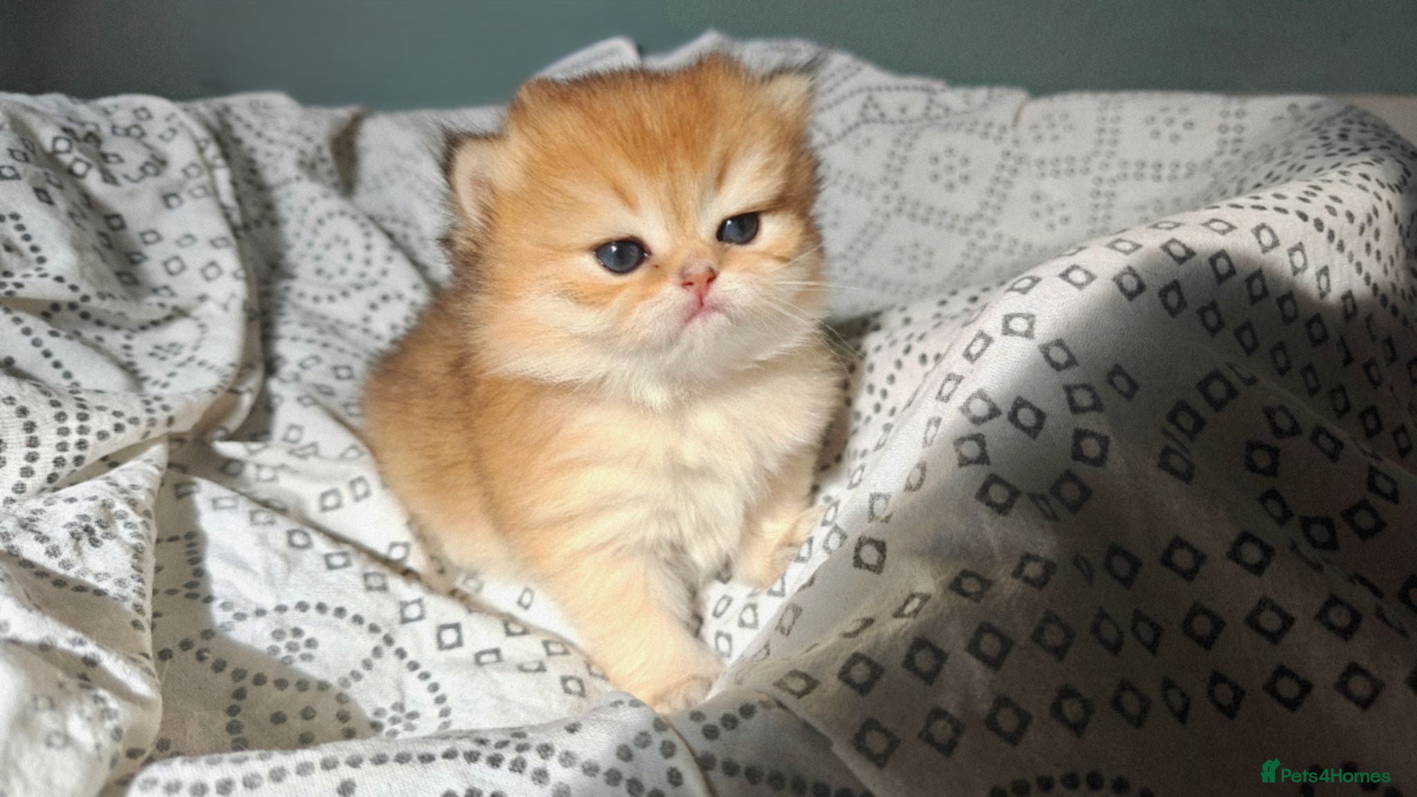 British Longhair cats 🐾🐾♥️Baby boy - golden black shaded boy🐾🐾♥️ - Advert 4