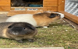 Guinea Pig rodents for sale: Two Female baby Californian point guineas - Image 9