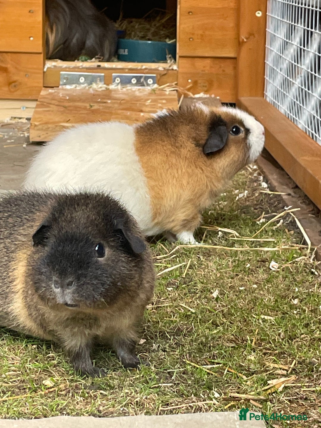 Guinea Pig rodents for sale: Two Female baby Californian point guineas - Image 9