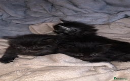 Maine Coon cats for sale: Maine coon kittens  - Advert 3