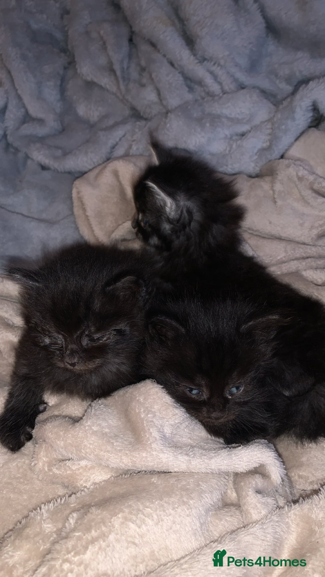 Maine Coon cats for sale: Maine coon kittens  - Advert 3