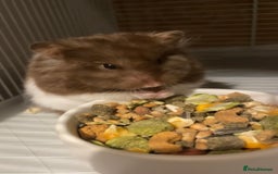 Hamster rodents for sale: Female Hamster, cage & accessories  - Image 2