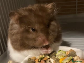 Hamster rodents Female Hamster, cage & accessories - Advert 9