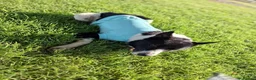 Border Collie dogs for sale: Kaptain Kipper – Loving 4-Year-Old Border Collie - Advert 16