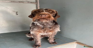 German Wirehaired Pointer dogs - Advert 2