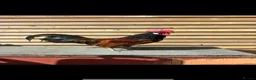 Chickens poultry for sale: Hatching Eggs🐣USA Bearded Silkies,Brahmas,Vorwerk - Advert 3