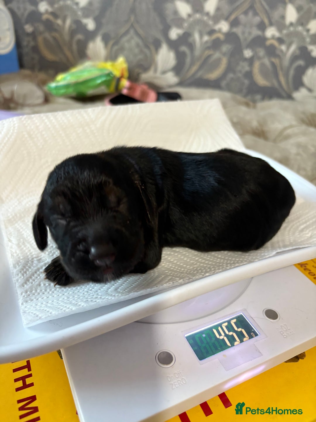 Cocker Spaniel dogs for sale: 3 Adorable kc reg cocker spaniel puppies  - Image 7