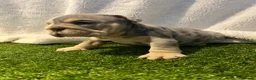 English Bulldog dogs for sale: BEAUTIFUL ENGLISH BULLDOGS  - Advert 9