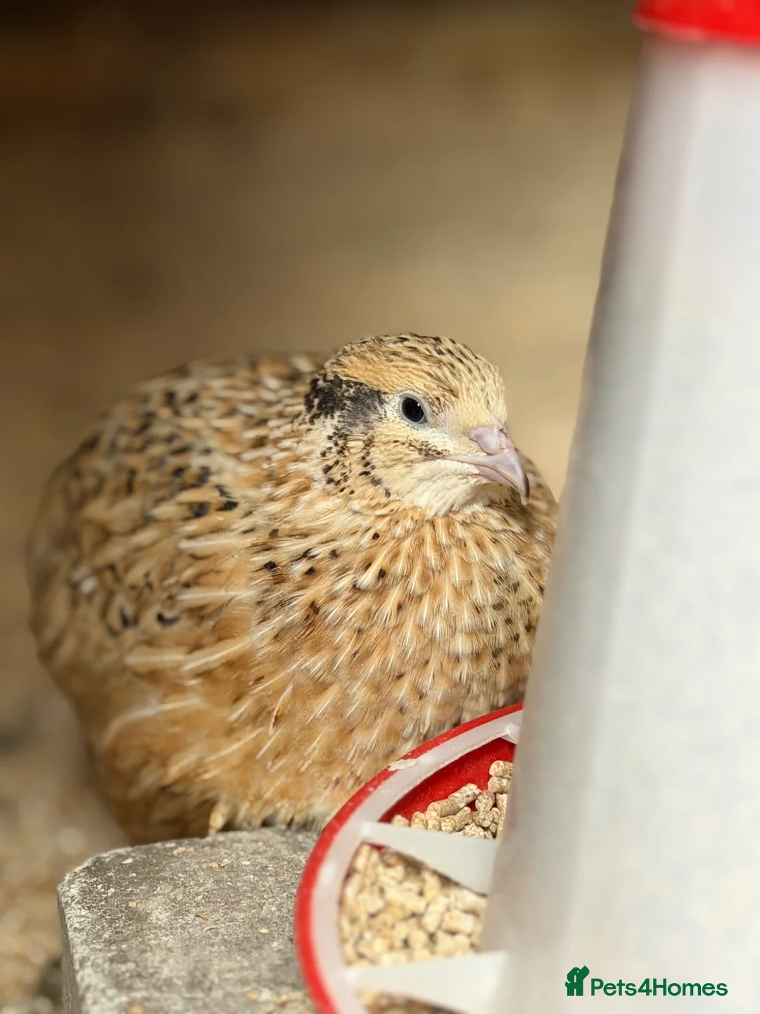 Quail poultry for sale: 17 Mixed Colour Coturnix Quail Hens and Roos - Advert 2