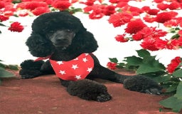 Miniature Poodle dogs for sale: Miniature Poodles  - Image 2