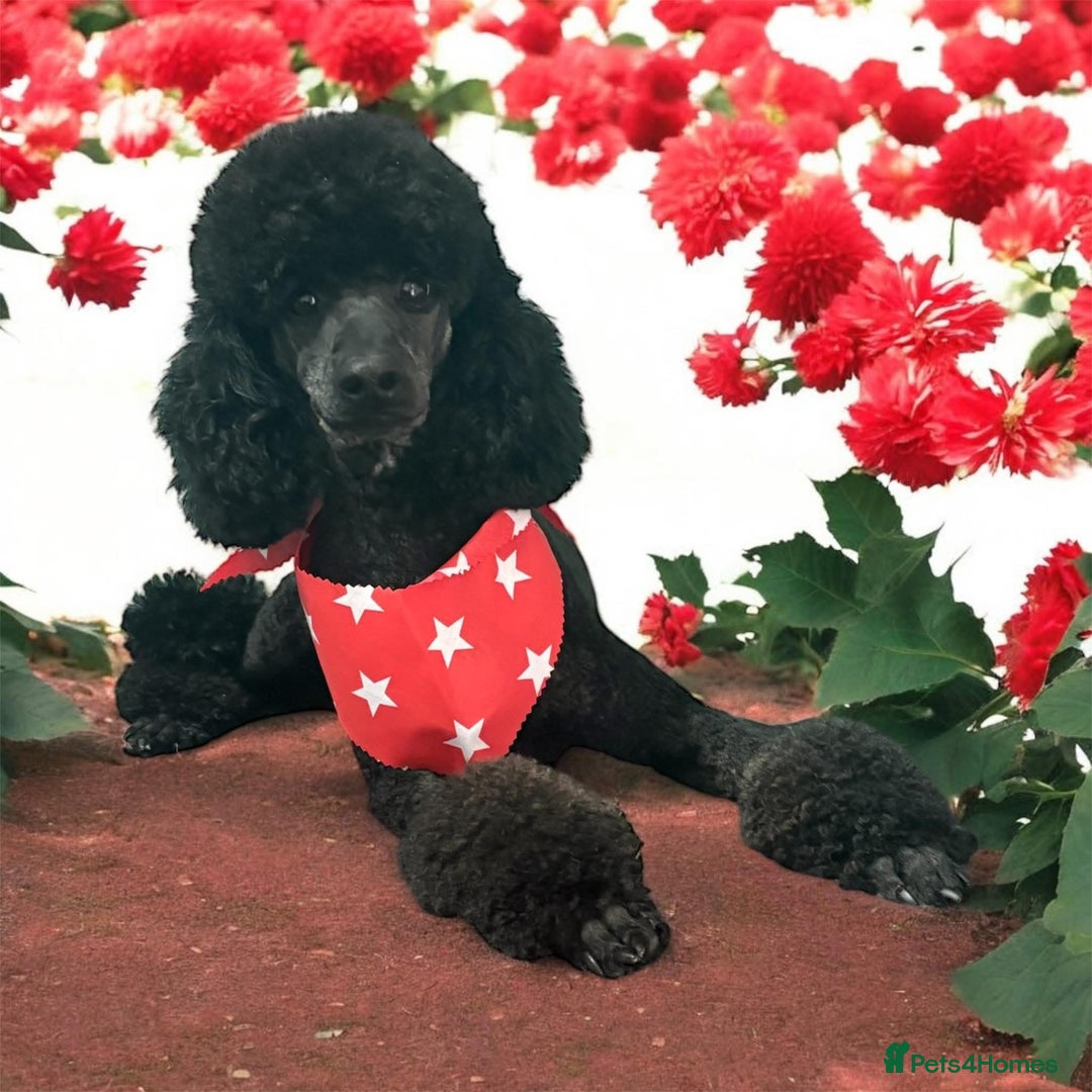 Miniature Poodle dogs for sale: Miniature Poodles  - Image 2