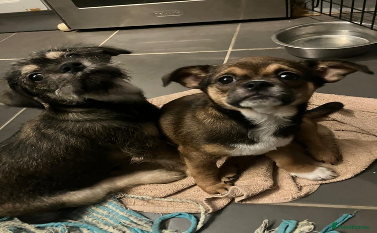 Mixed Breed dogs ShiChi x chihuahua frenchie pups - Advert 1