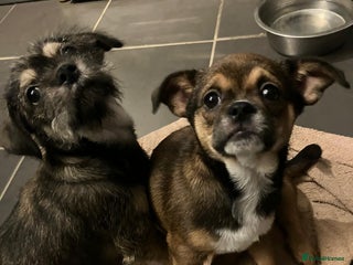 Mixed Breed dogs ShiChi x chihuahua frenchie pups - Advert 6