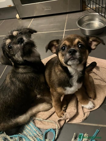 Mixed Breed dogs ShiChi x chihuahua frenchie pups - Advert 4