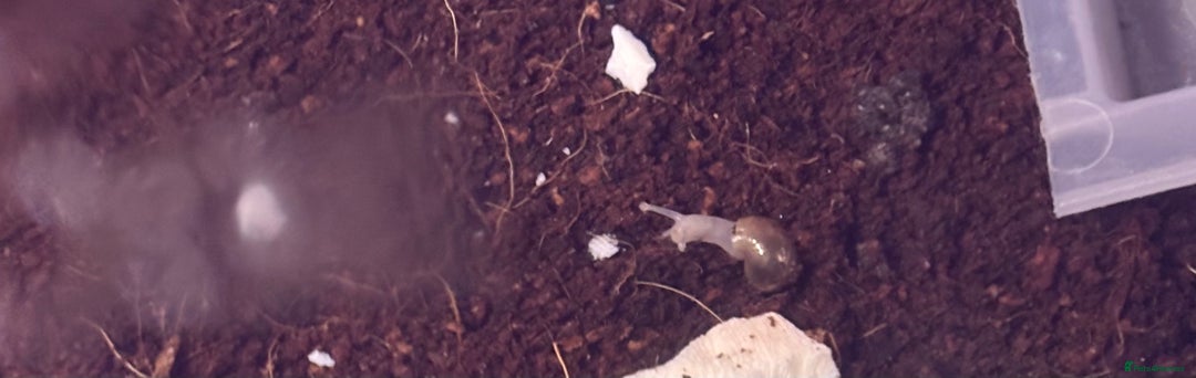Snails invertebrates for sale: Baby African land snails  in Brigg - Image 2