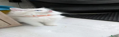 Orange Collar Girl