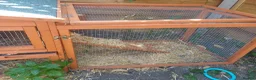 Guinea Pig rodents for sale: Butter and Bean in Trowbridge - Advert 6