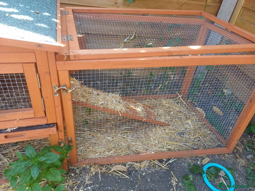 Guinea Pig rodents for sale: Butter and Bean in Trowbridge - Advert 6