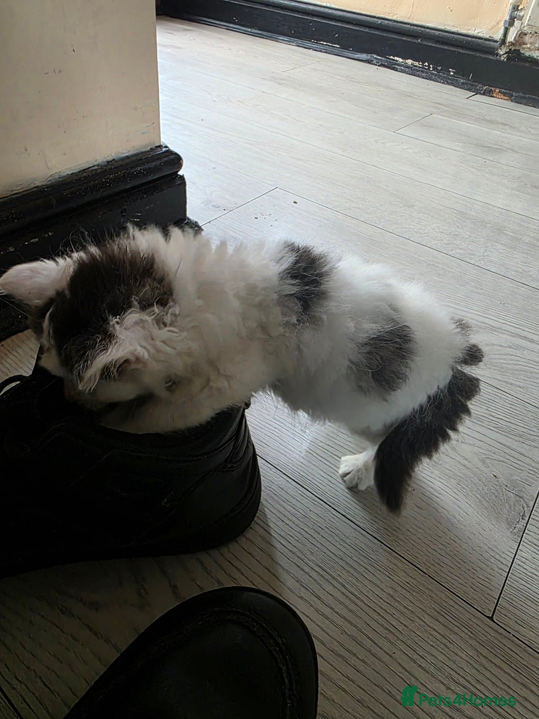 Mixed Breed cats for sale: Beautiful Calico Kittens - Image 3