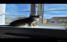 British Shorthair cats for sale: Milo  - Image 6