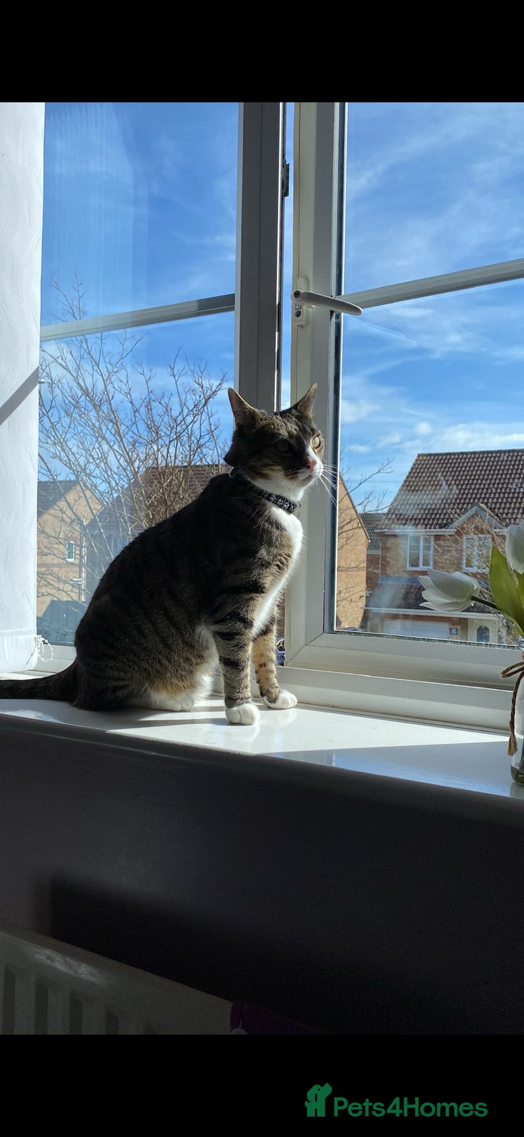 British Shorthair cats for sale: Milo  - Image 6