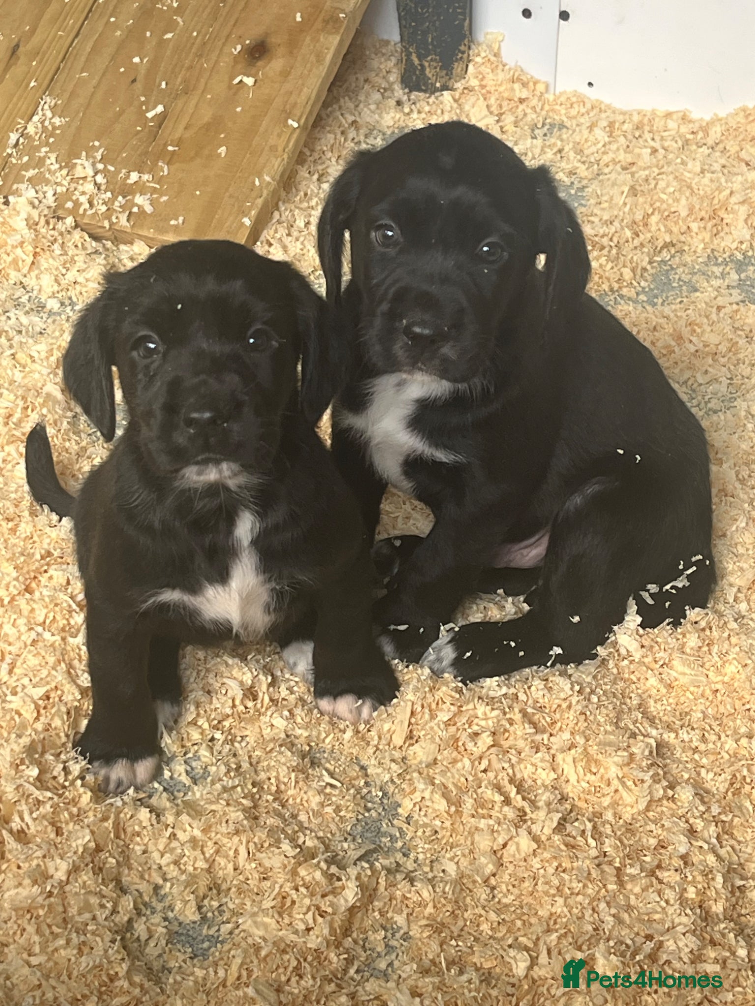 Springador dogs Stunning Springerdor Pups - Advert 2