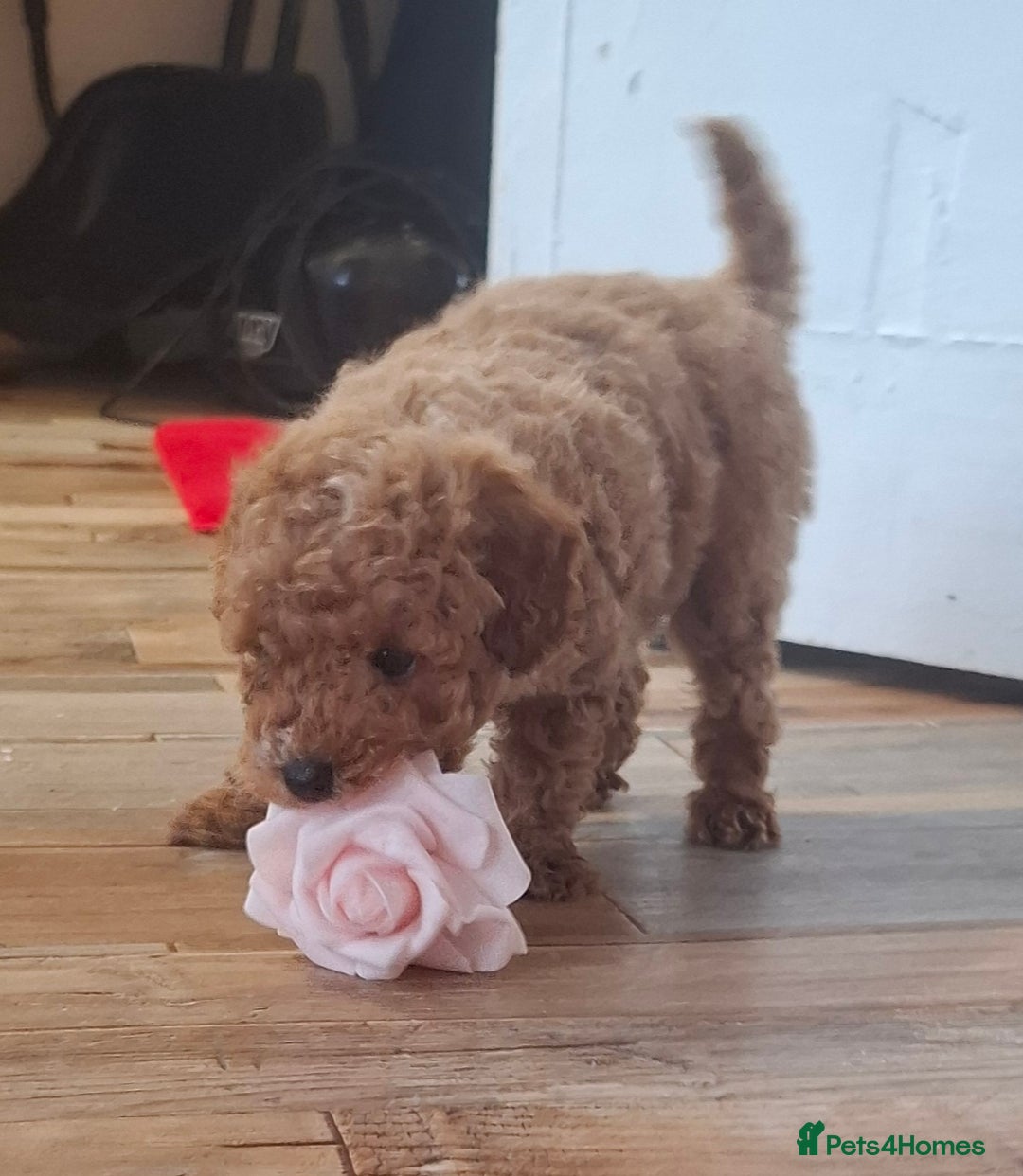 Toy Poodle dogs for sale: Toy poodle 🐩 pure breed  - Advert 9