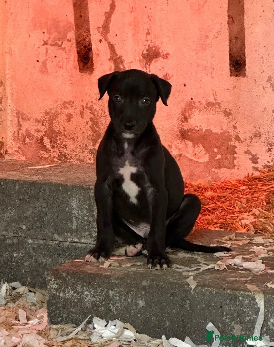 Lurcher dogs Stunning Lurcher puppies  - Advert 13