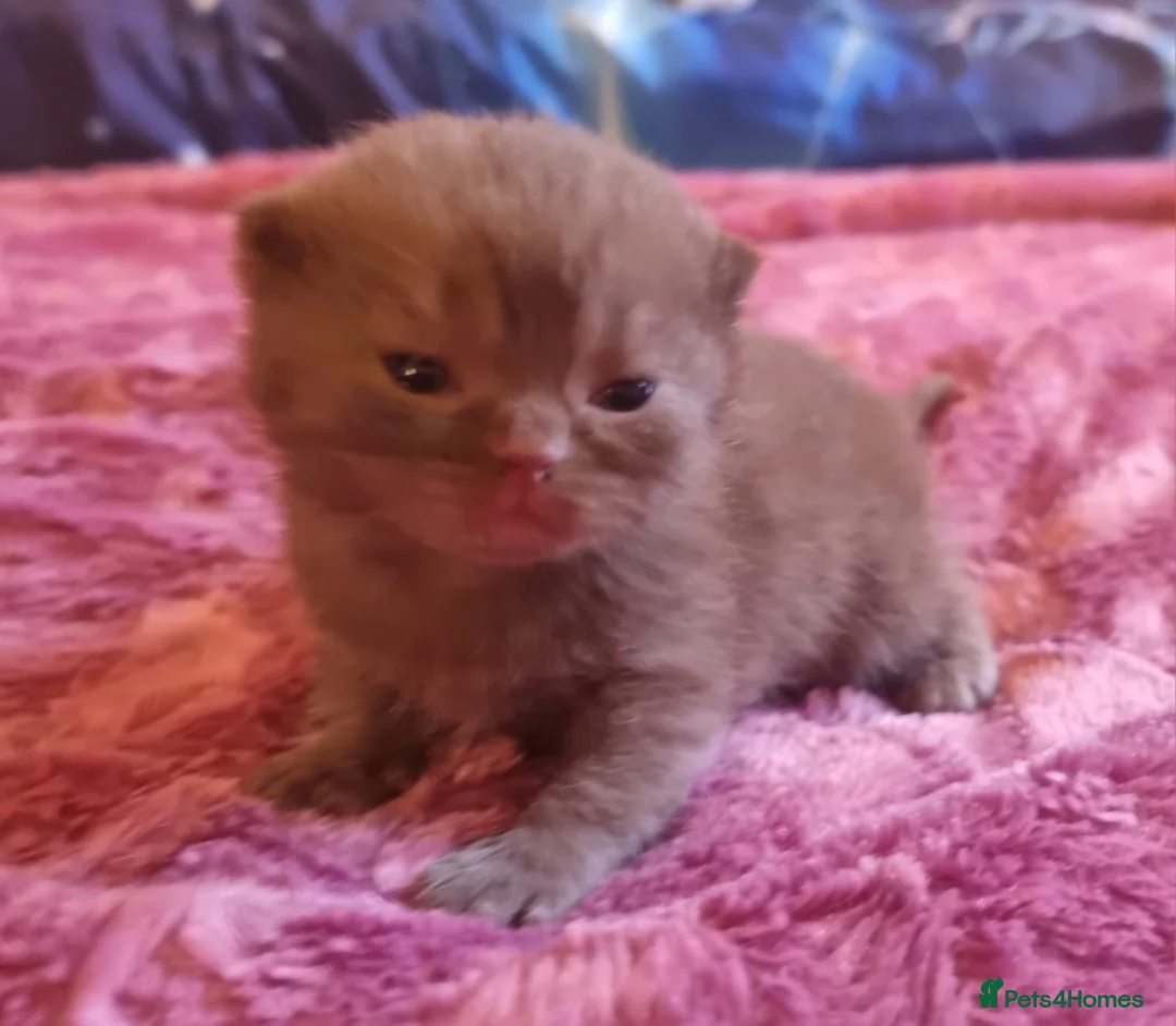 British Shorthair cats for sale: Pedigree Registered British Shorthair kittens   - Advert 19