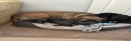 Cane Corso dogs for sale: Stunning Cane Corso Puppies - Advert 4