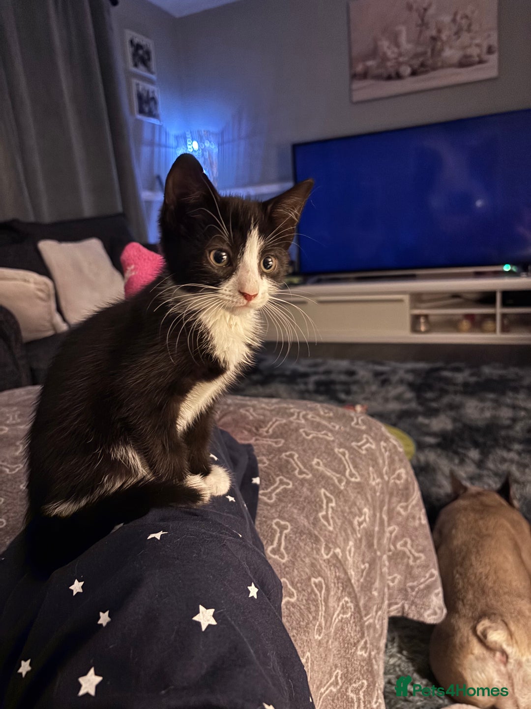 Mixed Breed cats for sale: READY NOW FOR THERE FOREVER HOMES - Image 7