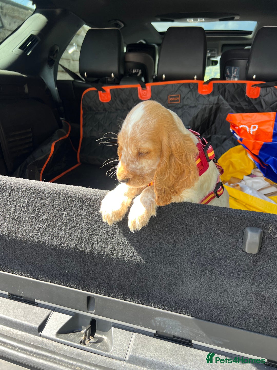 Cocker Spaniel dogs for sale: 🐾Fully Vaccinated Show Cocker Boy 🐾 - Image 2