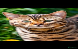 Bengal cats for sale: Stunning Bengal boys  - Image 9