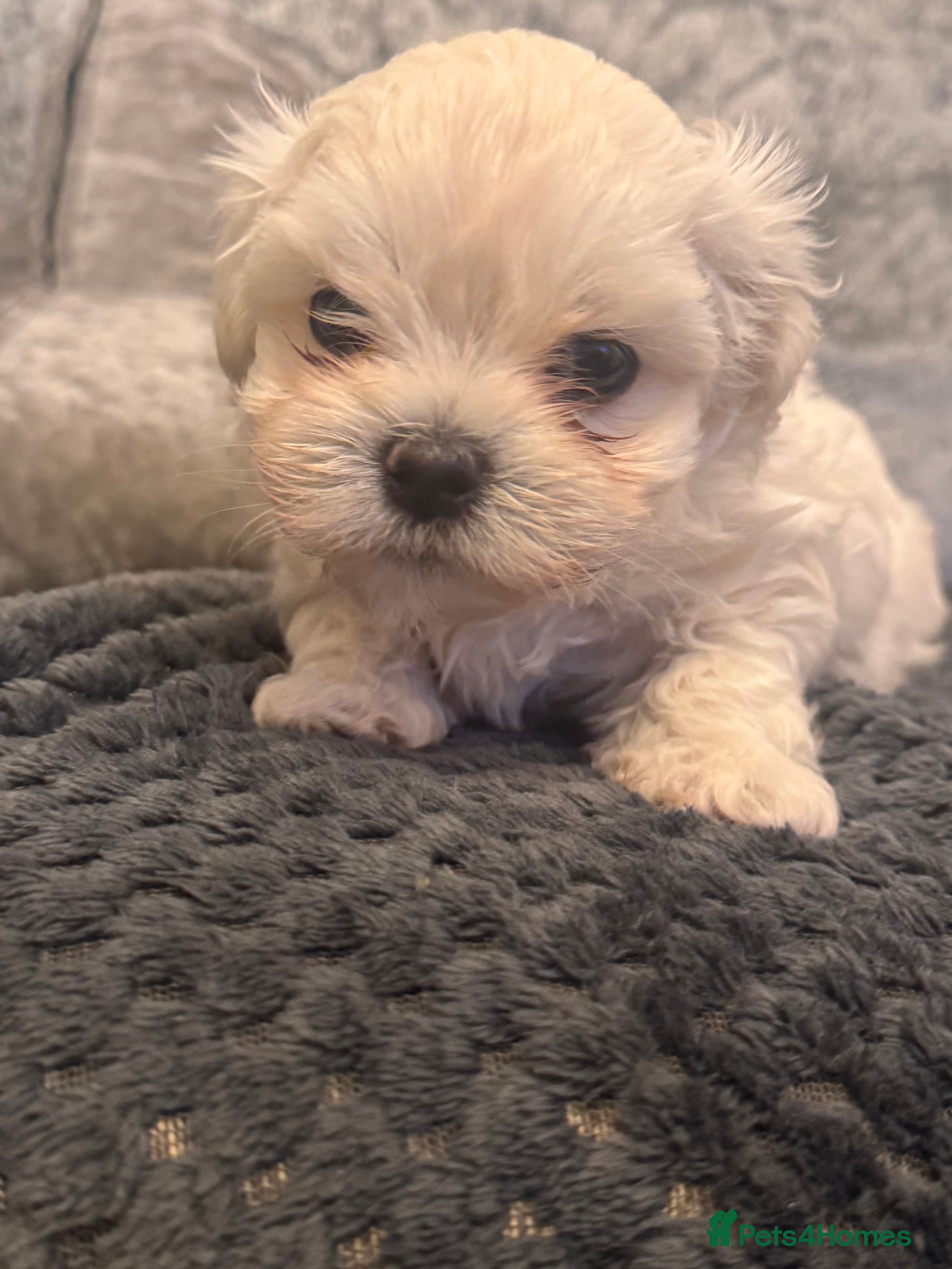 Maltese dogs Beautiful Maltese puppies ✨ 1 BOY LEFT💙 - Advert 10