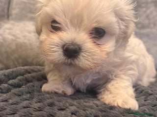 Maltese dogs Beautiful Maltese puppies ✨ 1 BOY LEFT💙 - Advert 8