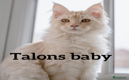 Maine Coon cats for stud: Stud Gccf duel Tica active blue smoke  in Grantham - Image 24