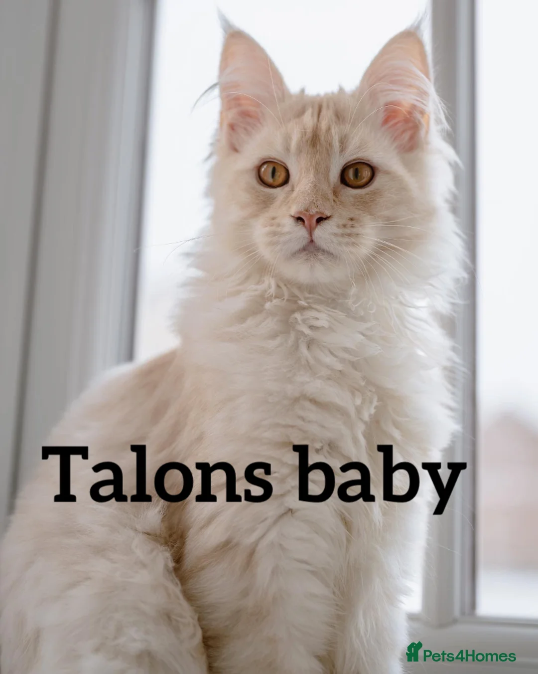 Maine Coon cats for stud: Stud Gccf duel Tica active blue smoke  in Grantham - Advert 24