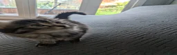British Shorthair cats for sale: 4 Beautiful loving adorable kittens  - Advert 12