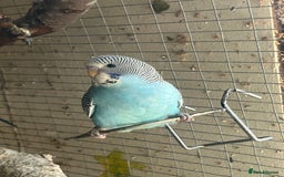 Budgerigars birds for sale: Baby budgies for sale  - Image 1